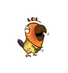 Taohoo : the Sun Conure（個別スタンプ：16）
