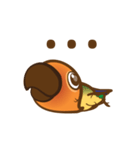 Taohoo : the Sun Conure（個別スタンプ：18）