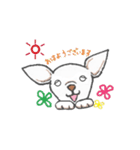 日常で使えるチワワスタンプ（個別スタンプ：1）