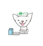 日常で使えるチワワスタンプ（個別スタンプ：8）