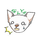 日常で使えるチワワスタンプ（個別スタンプ：34）