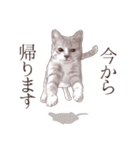 アクロバティックねこ 2（個別スタンプ：23）