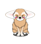 小さくてカワイイ耳の [フェネックキツネ]（個別スタンプ：22）