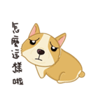 Corgi 007（個別スタンプ：5）