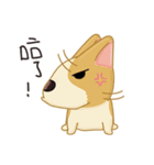 Corgi 007（個別スタンプ：9）