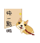 Corgi 007（個別スタンプ：17）