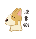 Corgi 007（個別スタンプ：23）