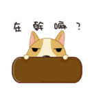 Corgi 007（個別スタンプ：29）