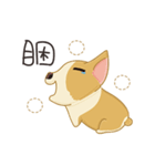 Corgi 007（個別スタンプ：32）