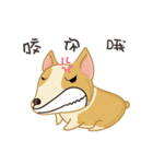 Corgi 007（個別スタンプ：34）