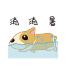 Corgi 007（個別スタンプ：36）