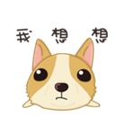 Corgi 007（個別スタンプ：37）