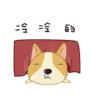 Corgi 007（個別スタンプ：40）