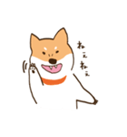 ガウガウ柴犬ケンちゃん（個別スタンプ：2）