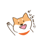 ガウガウ柴犬ケンちゃん（個別スタンプ：13）
