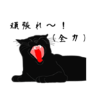 リアル系黒猫（個別スタンプ：20）