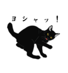 リアル系黒猫（個別スタンプ：37）