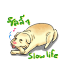 Fat Dog Slow Life（個別スタンプ：38）