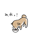 柴犬タロウ（個別スタンプ：36）