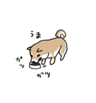柴犬タロウ（個別スタンプ：37）