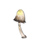 菌類キノコ茸 きのこ Fungi Mushrooms（個別スタンプ：3）