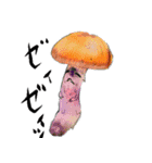菌類キノコ茸 きのこ Fungi Mushrooms（個別スタンプ：31）