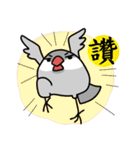 Java sparrow from TAIWAN 2（個別スタンプ：12）