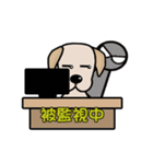 Labrador Bi III（個別スタンプ：25）