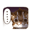 C.C's Leopard Cat（個別スタンプ：27）