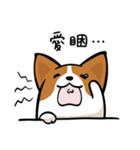 Corgi Dog KaKa - Daily Life（個別スタンプ：35）