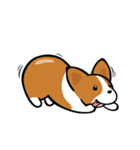 Corgi Dog KaKa - Daily Life（個別スタンプ：38）