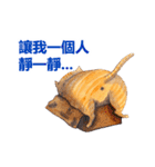 CAT！DIDI！ I just want to say（個別スタンプ：7）