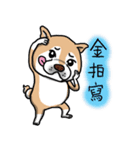 Shiba dog PanPan's normal life  3（個別スタンプ：31）