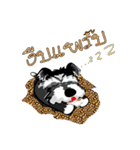 Mini Schnauzer（個別スタンプ：11）