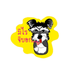 Mini Schnauzer（個別スタンプ：39）