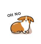 Corgi Dog KaKa - Cutie（個別スタンプ：30）