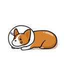 Corgi Dog KaKa - Cutie（個別スタンプ：32）