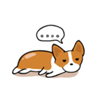 Corgi Dog KaKa - Cutie（個別スタンプ：39）