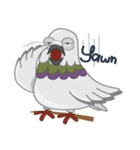 The Pigeon (Piraab)（個別スタンプ：11）