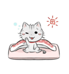 アメショのねこ！（個別スタンプ：29）