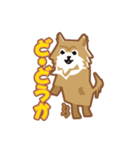 ポメラニアンのチロル（個別スタンプ：9）