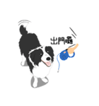 Border Collie Cute（個別スタンプ：3）