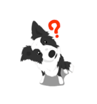 Border Collie Cute（個別スタンプ：4）