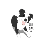 Border Collie Cute（個別スタンプ：5）