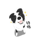 Border Collie Cute（個別スタンプ：6）