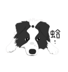 Border Collie Cute（個別スタンプ：7）