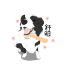 Border Collie Cute（個別スタンプ：10）