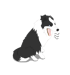 Border Collie Cute（個別スタンプ：13）