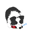 Border Collie Cute（個別スタンプ：17）