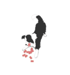 Border Collie Cute（個別スタンプ：22）